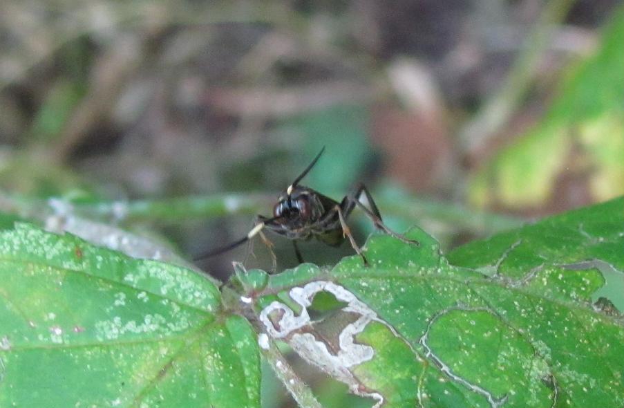 Icneumonidae